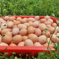 تخم مرغ ارگانیک (لاله زار)