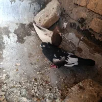 کبوتر