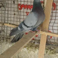 کفتر کبوتر|پرنده|مشکین‌دشت, |دیوار