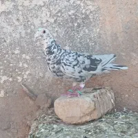 ک ف تر