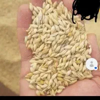 جو بذری ۵ جور