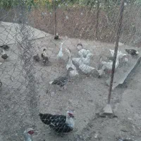 مرغ خروس قوغاز اردک اسرائیلی لاری رسمی|حیوانات مزرعه|احمدآبادمستوفی, |دیوار