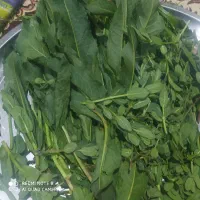 سبزی کوهی|خوردنی و آشامیدنی|شاهین دژ, |دیوار