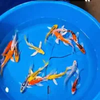 کار در آکواریوم فروشی