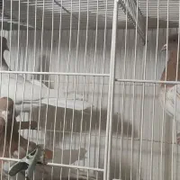 کبوتر رنگه|حیوانات|مشهد, کلاهدوز|دیوار