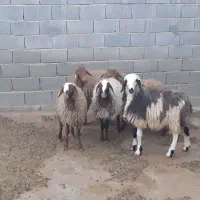 بره ماده ریز،بز،بزغاله میش