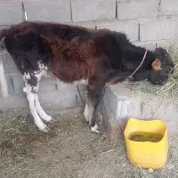 قیمت 40000000|حیوانات مزرعه|ریگان, |دیوار