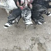 حیوانات مزرعه|حیوانات مزرعه|بره‌سر, |دیوار