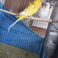 مرغ عشق پروانه ای|پرنده|میانه, |دیوار