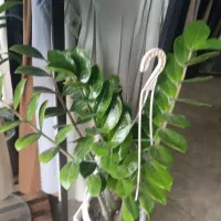 زاموفیلیا مناسب