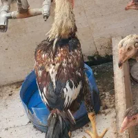 خروس لاری با اصل ونصب|حیوانات مزرعه|رامشیر, |دیوار