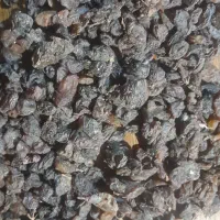 کشمش آفتابی
