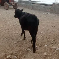 گوساله ماده