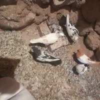 کبوتردمی وسینه ای وشونی|پرنده|بیرانوند, |دیوار