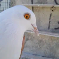 هفت عدد پتی بالا ودو عدد انگلیسی