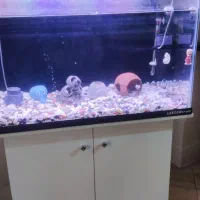 آکواریوم و وسایل اکواریوم