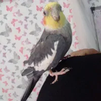 طوطی عروس نر سخنگو بالغ|پرنده|تولم شهر, |دیوار