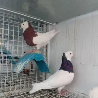 کفتر جفت گاه