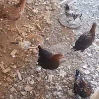 مرغ و خروس لاری و گلین
