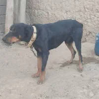 برای فروش|سگ|درگز, |دیوار