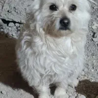 سگ خانگی|سگ|یزد, |دیوار