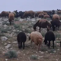 فروش میش بره دار