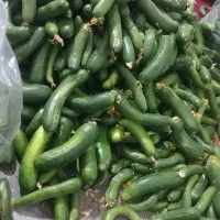 خیار سبز بوته ایی