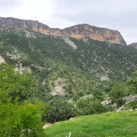 فروش چند عدد درخت سپیدار
