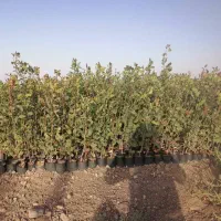 نهال و درخت و بوته پسته درشت