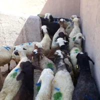 گوسفند وبره نر چاق مناسب کشتن وقربانی