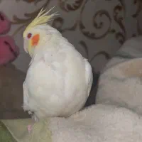 گمشده|حیوانات|بندرعباس, |دیوار