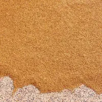 گندم بذری|گل و گیاه طبیعی|سوسنگرد, |دیوار