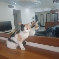 واگذاری|گربه|ری, دیلمان|دیوار