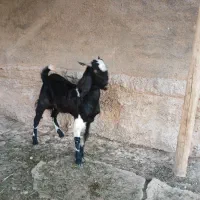 بزغاله پاکستانی یکساله