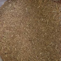 گندم قرمز|خدمات باغبانی و درختکاری|مشهد, خرمشهر|دیوار