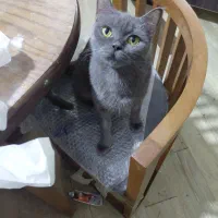 بریتیش بلو دو سال و نیمه