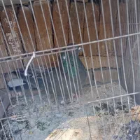 پر سر قدیم|پرنده|شهرکرد, |دیوار