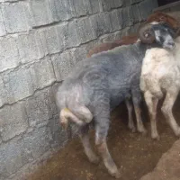 نر سیاه برای تخمی وقربانی