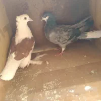 کفتر عالی گرگ