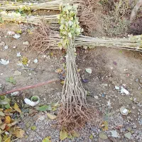 صنوبرتبریزی و...نیگرا|خدمات باغبانی و درختکاری|بانه, |دیوار