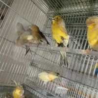قناری و سهره