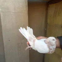 دو جفت کفتر استفاده|پرنده|تهران, مختاری|دیوار