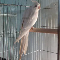 عروس هلندی نر