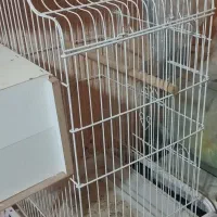 دو عدد قفس کاسکو یا عروس هلندی