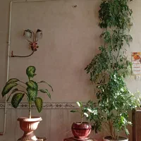 گل های زیبا|گل و گیاه طبیعی|اشترینان, |دیوار