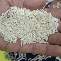چلتوک تیلکی برا بذر