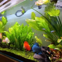 فروش اکواریوم