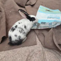 خرگوش مینیاتوری|موش و خرگوش|تبریز, |دیوار