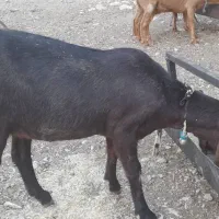 یک بز هلندی آبستن|حیوانات مزرعه|ملکشاهی, |دیوار