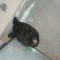 مرغ. جوجه. خروس|حیوانات مزرعه|لامرد, |دیوار